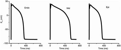 Mechanisms Underlying the Emergence of Post-acidosis Arrhythmia at the Tissue Level: A Theoretical Study